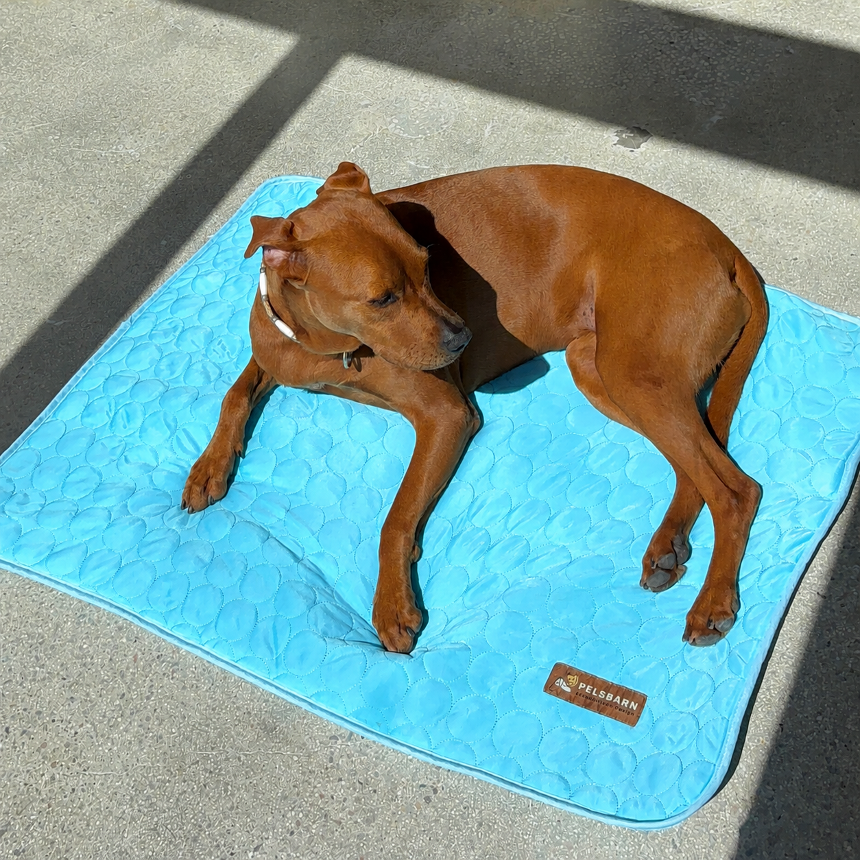 CoolPaw™ - Enfin un chien au frais, même pendant les fortes chaleurs