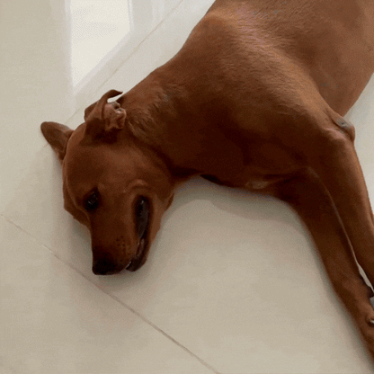 CoolPaw™ - Enfin un chien au frais, même pendant les fortes chaleurs