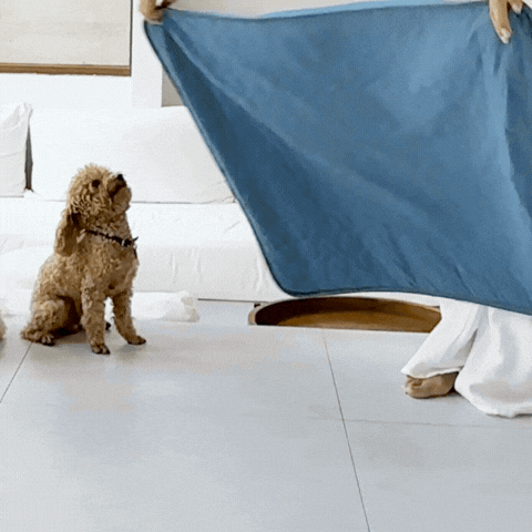 CoolPaw™ - Enfin un chien au frais, même pendant les fortes chaleurs